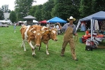 The Green Mountain College oxen join visitors.