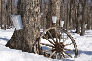 Photograph of Traditional Maple Sap Collection